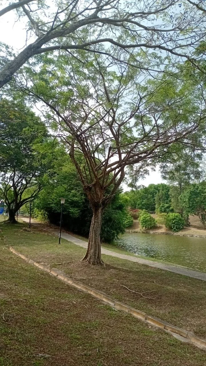 Tree 1: A slender lakeside trunk divides into an open crown above the curved footpath. Fine foliage lets the water show through the branches.
