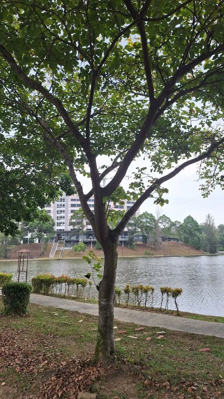 Tree 10: A pale trunk opens into several long branches. Two-lobed leaves are visible among the foliage above the lake-facing path.