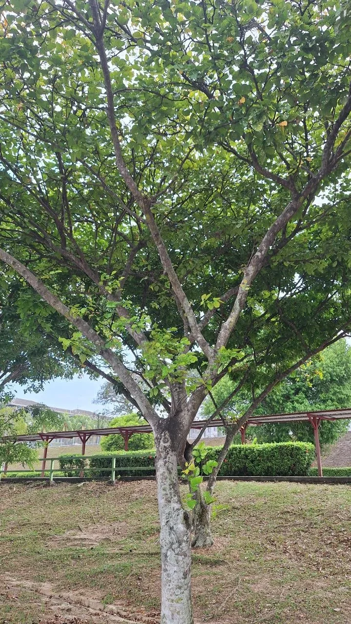 View 2 of tree 10