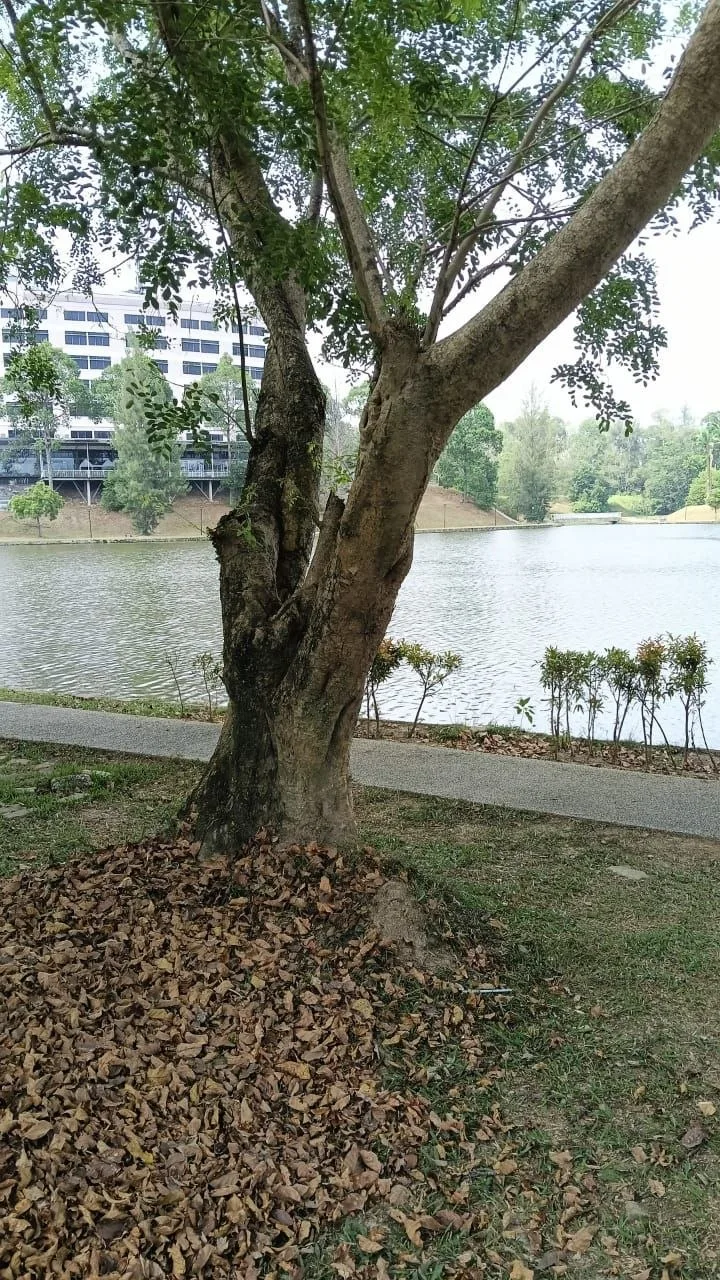 Tree 11: Several substantial trunks divide close to the ground. Rows of leaflets are visible above a thick layer of fallen leaves.