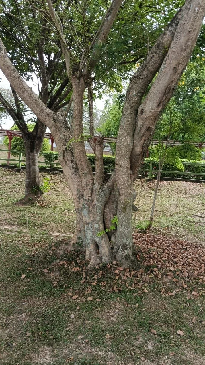 View 3 of tree 11
