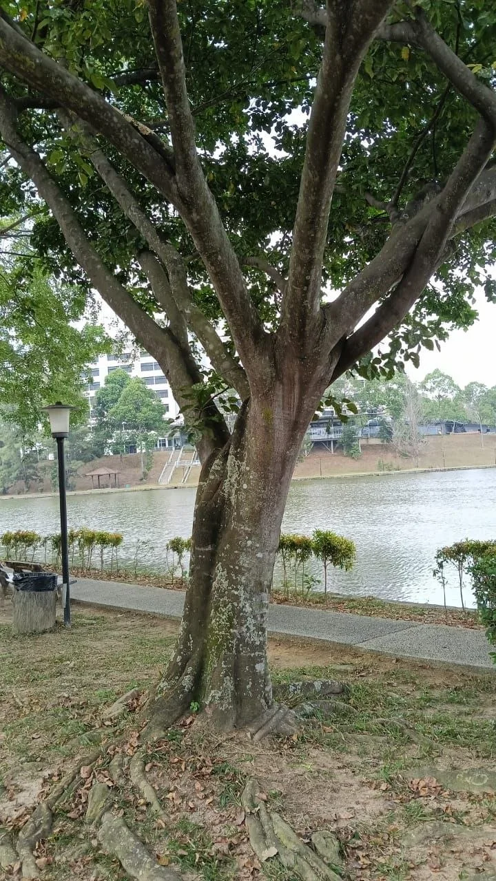 Tree 12: A sturdy trunk divides into an upright fan of branches beside the lake. Exposed roots spread into the surrounding lawn.