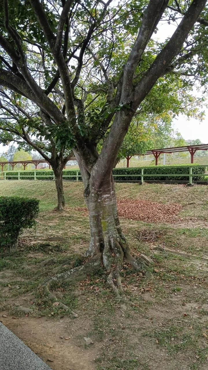 View 3 of tree 12