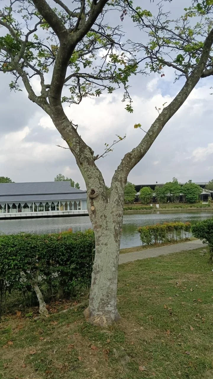 View 2 of tree 13