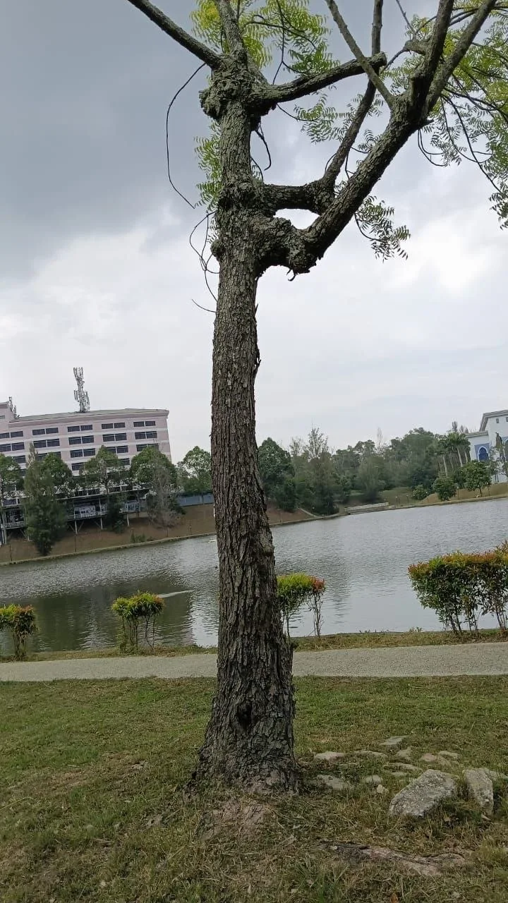 Tree 14: A deeply textured trunk supports short, previously cut limbs and sparse foliage. The bark is especially prominent in these photographs.