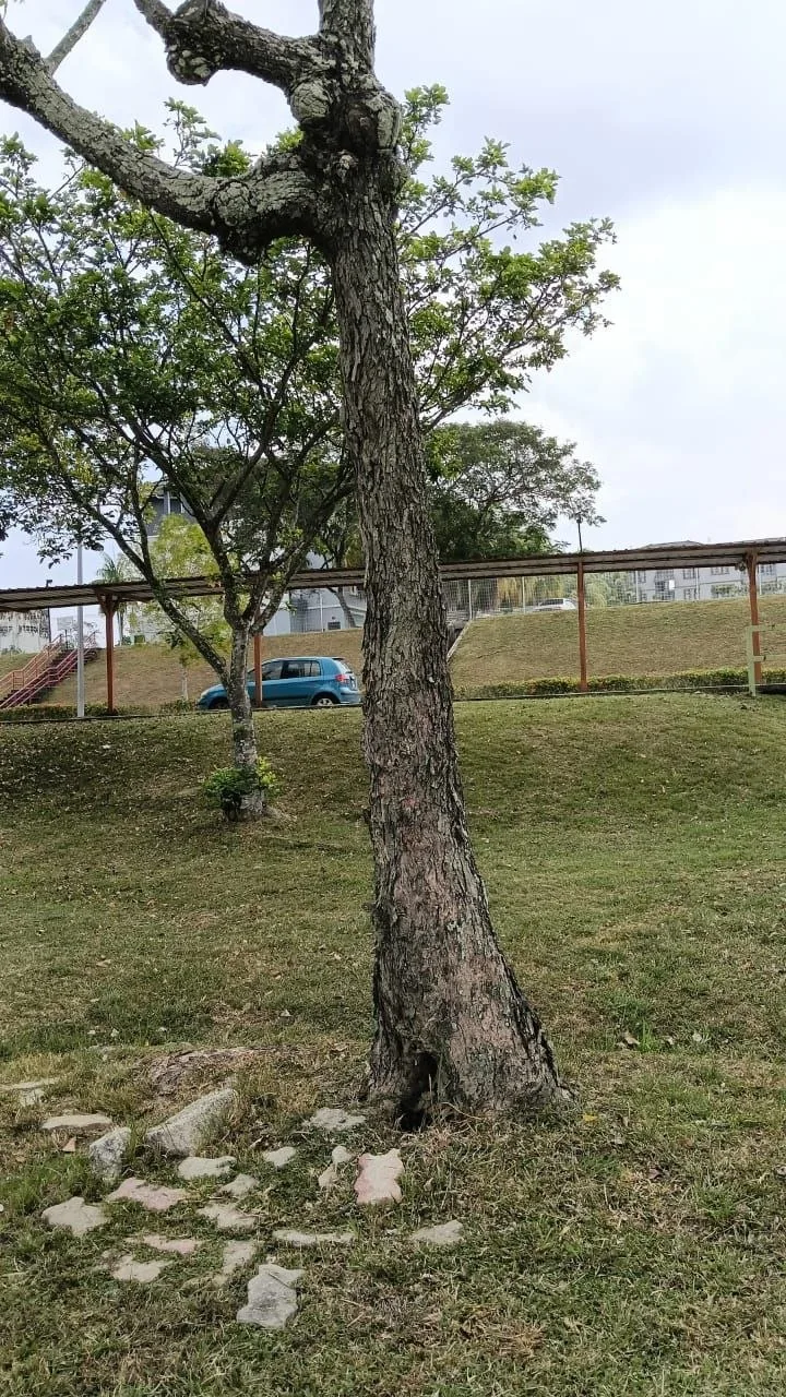 View 2 of tree 14