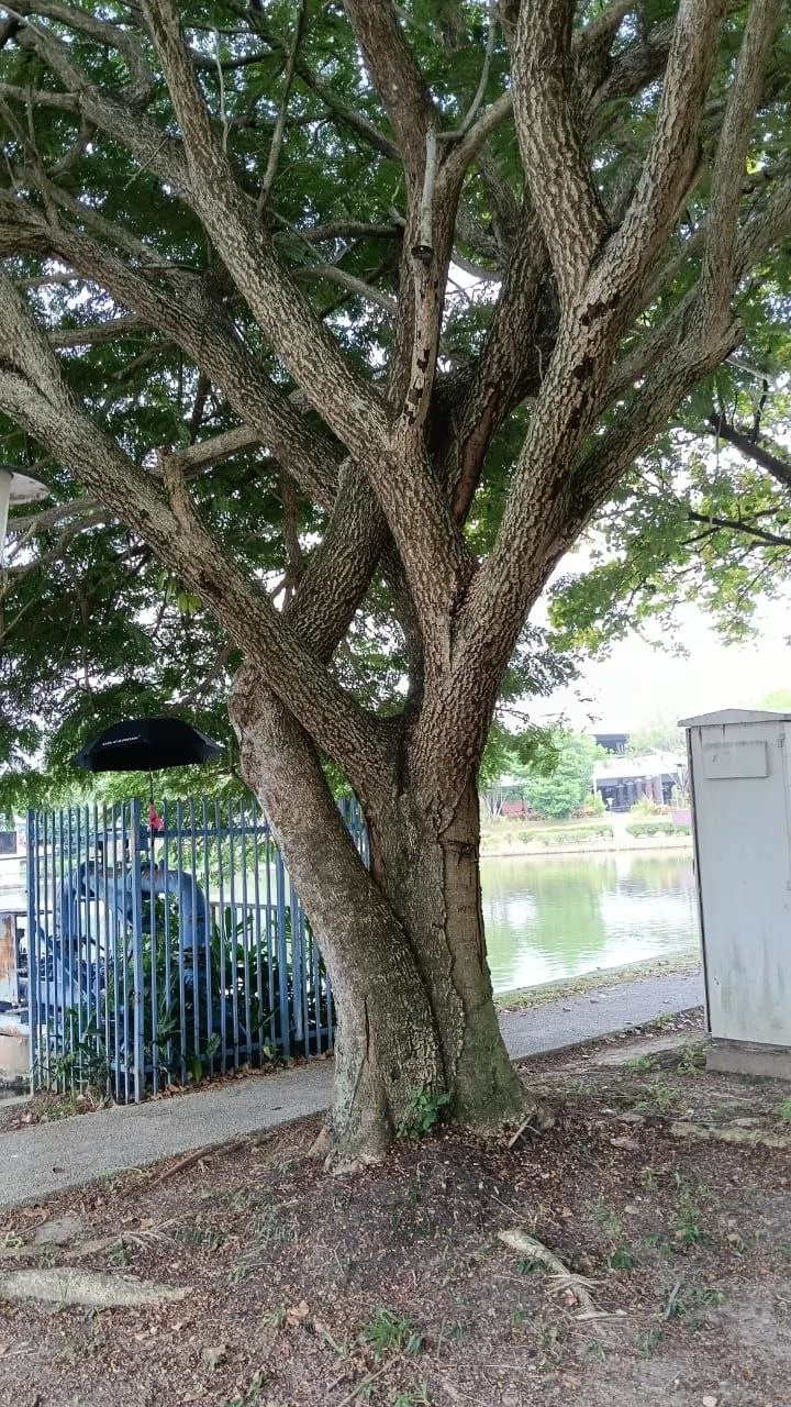 Tree 15: A broad, ridged trunk divides into many strong limbs beside the blue fence. Fine foliage fills the canopy above.