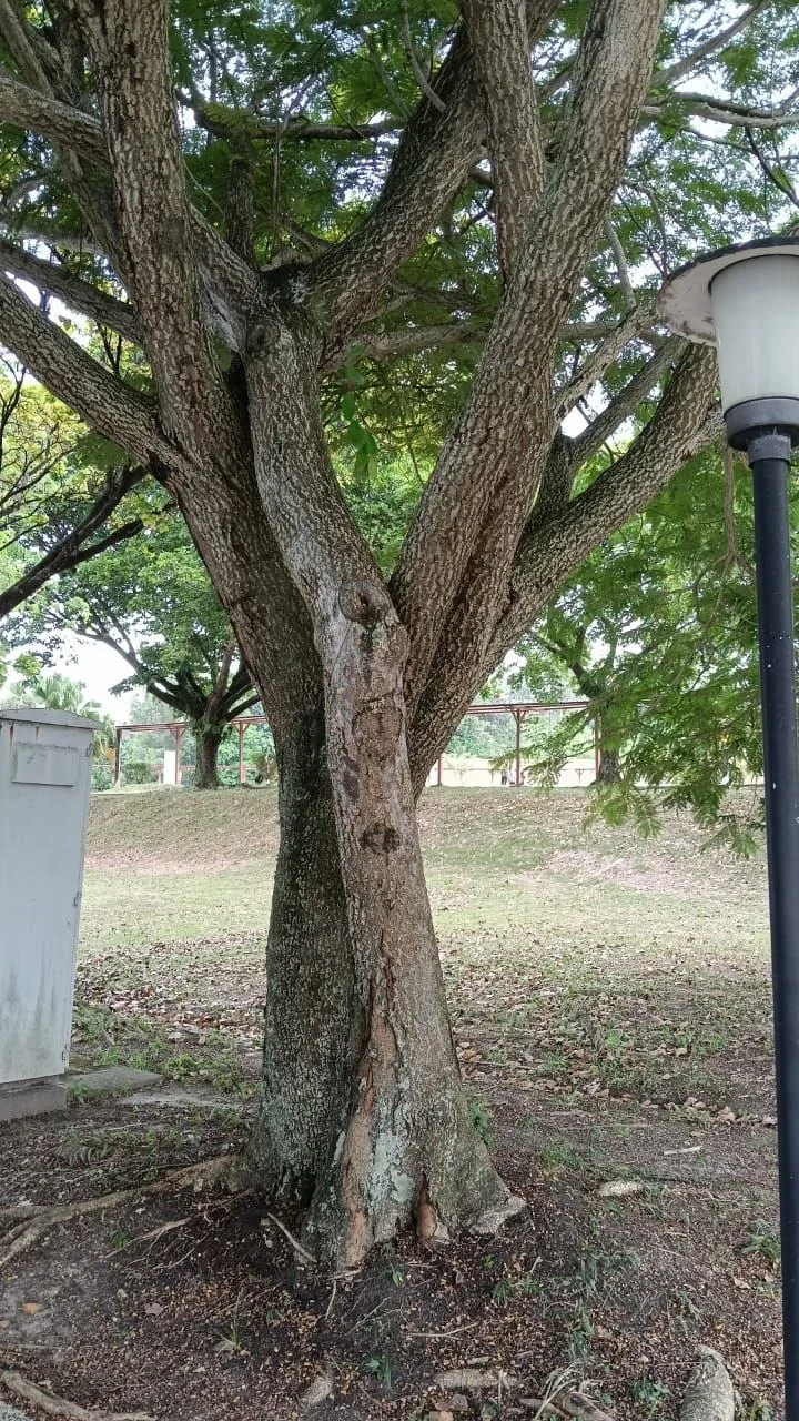 View 2 of tree 15