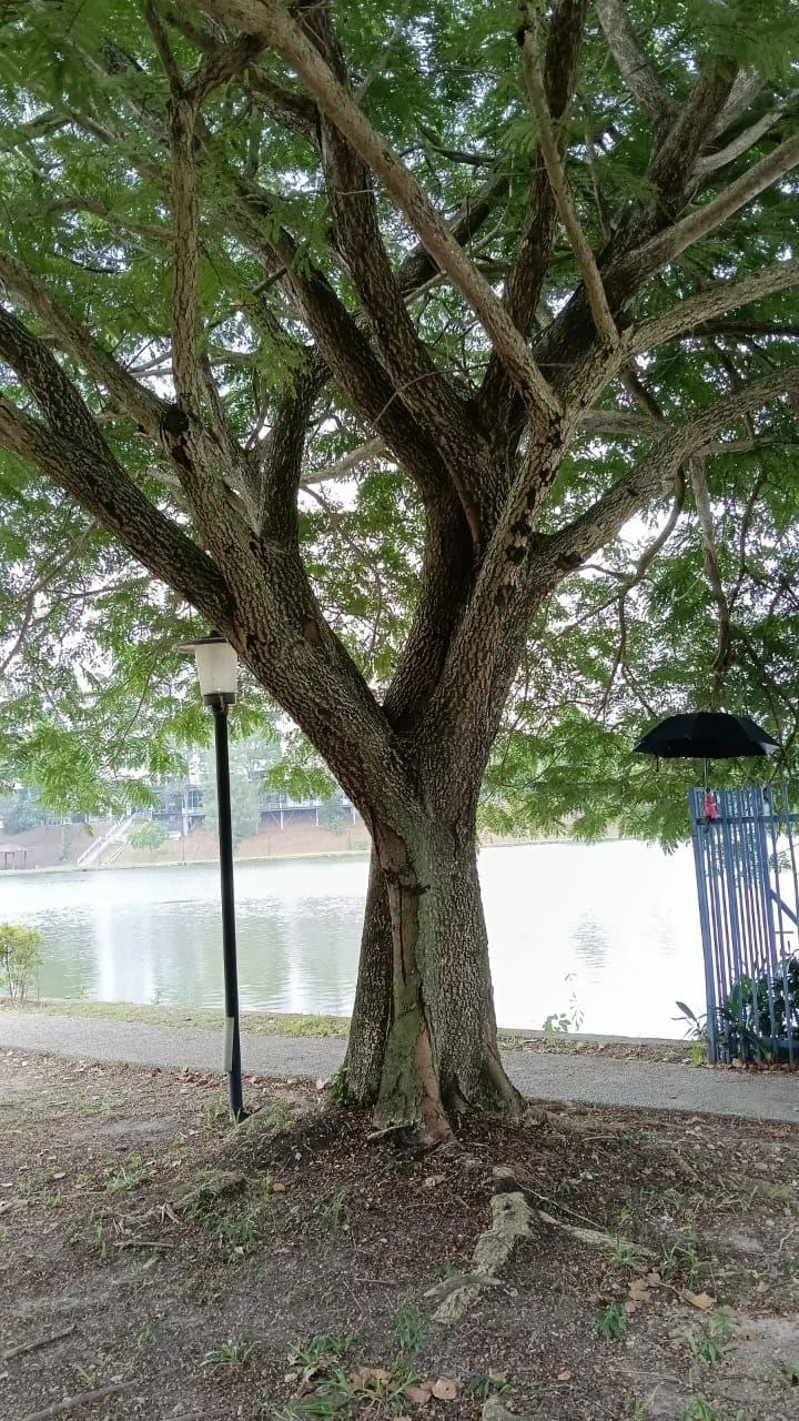 View 3 of tree 15