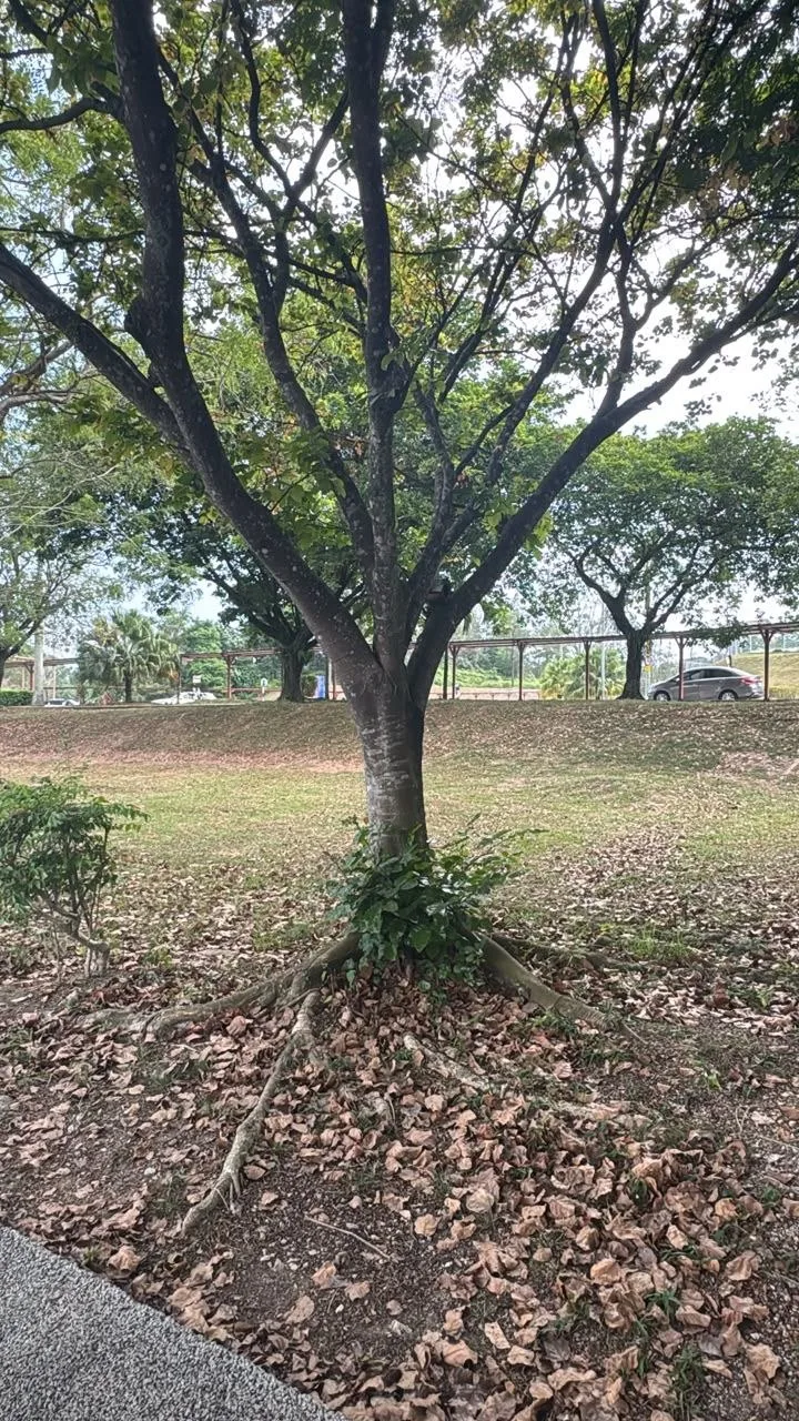 View 2 of tree 16