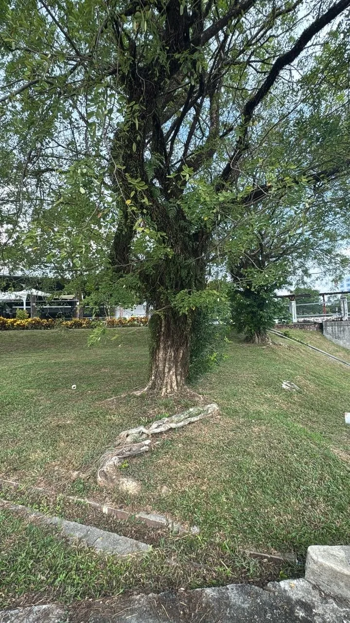 View 3 of tree 17