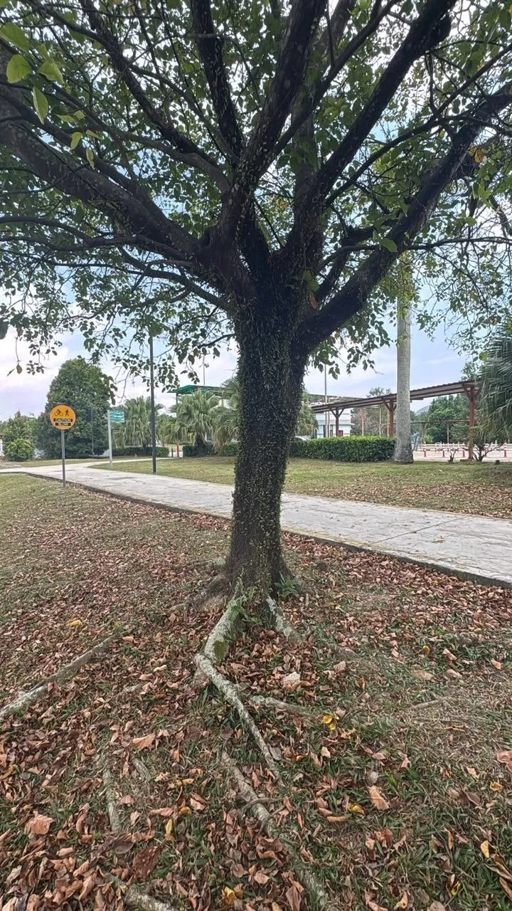 Tree 18: A wide crown rises over the path. Plants occupy the branch junctions, while exposed roots spread through the leaf litter below.