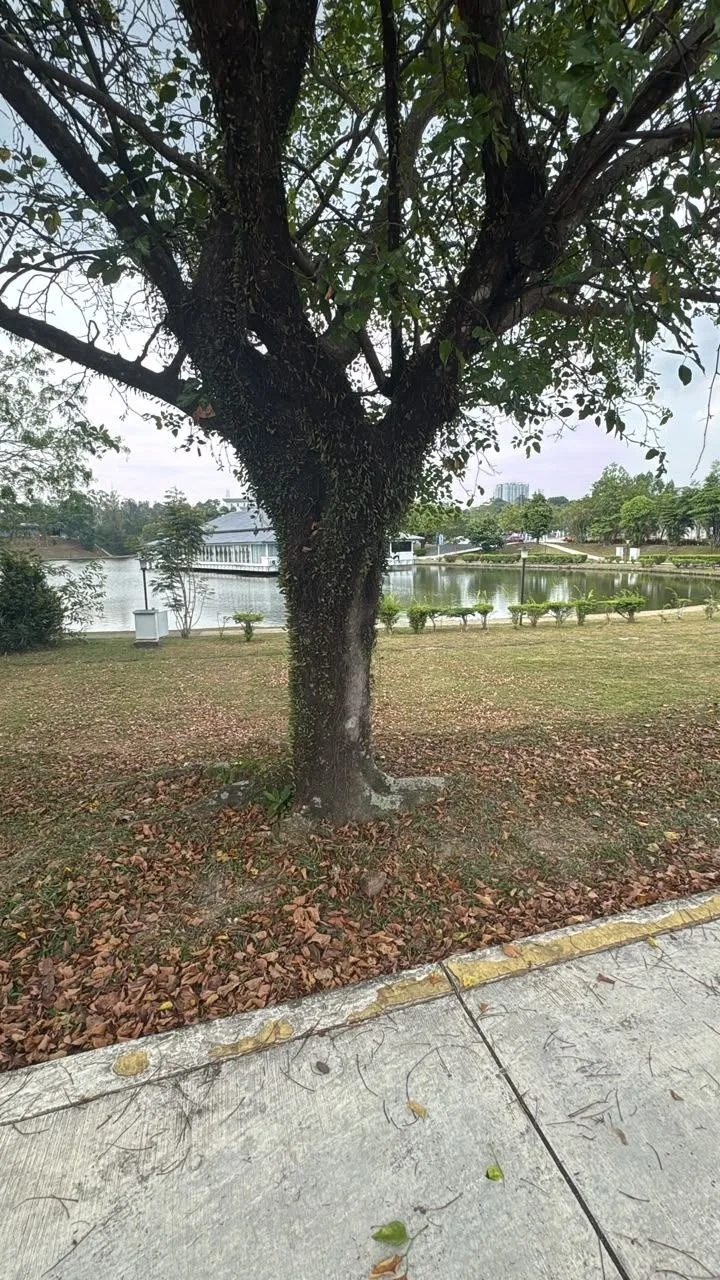 View 2 of tree 18