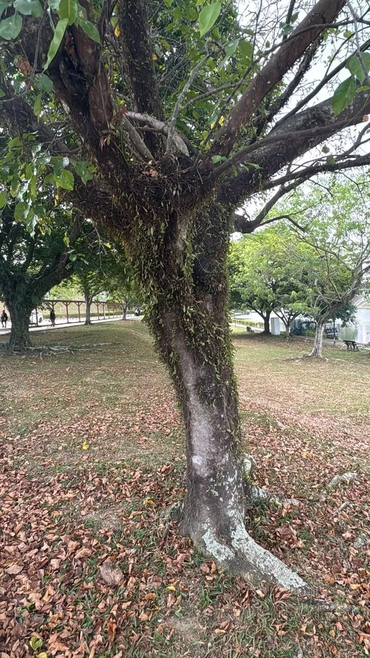 View 3 of tree 18