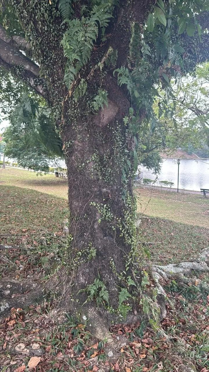 Tree 19: A substantial dark trunk supports a dense canopy. Small plants and trailing greenery cover parts of the bark and lower branches.