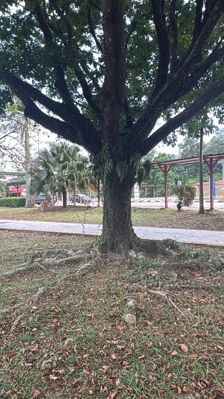 View 2 of tree 19