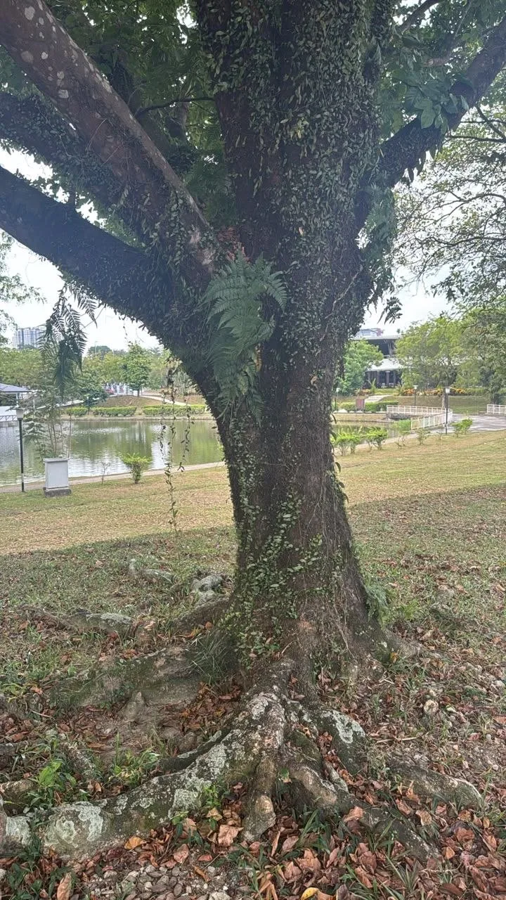 View 3 of tree 19