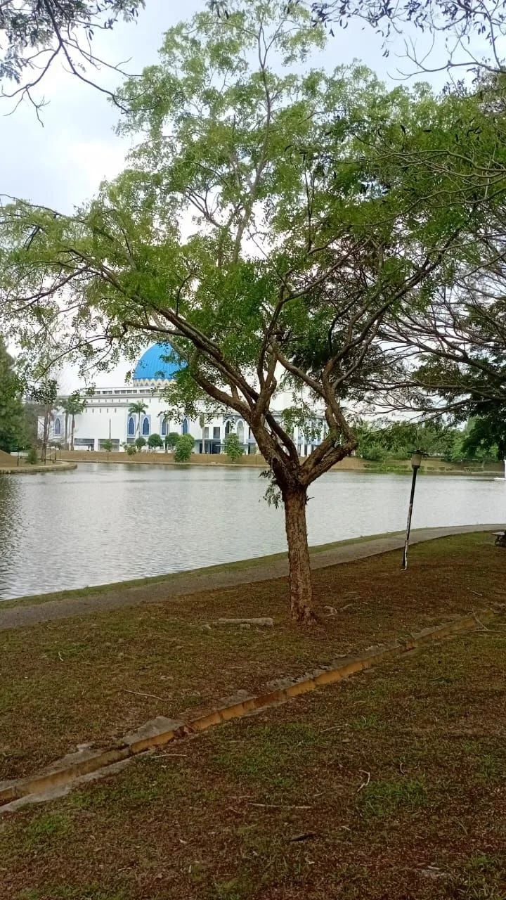 Tree 2: An airy, spreading crown stands between the lake and the path, with the blue-domed building visible across the water.