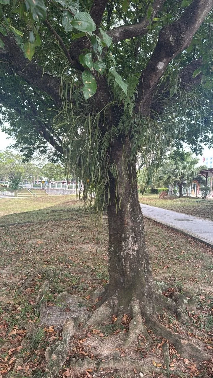 Tree 20: Long, strap-like fronds hang from the fork of this tree. Its trunk stands beside the straight path and covered walkway.