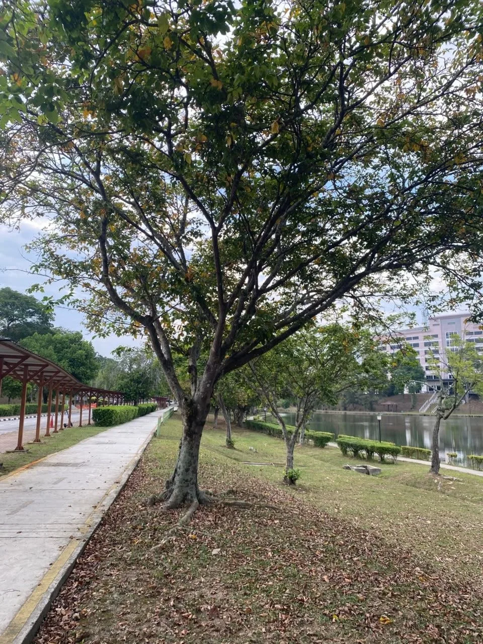 Tree 21: A spreading crown stands beside the path with the lake behind it. Broad, rounded foliage and a pale lower trunk distinguish its outline.