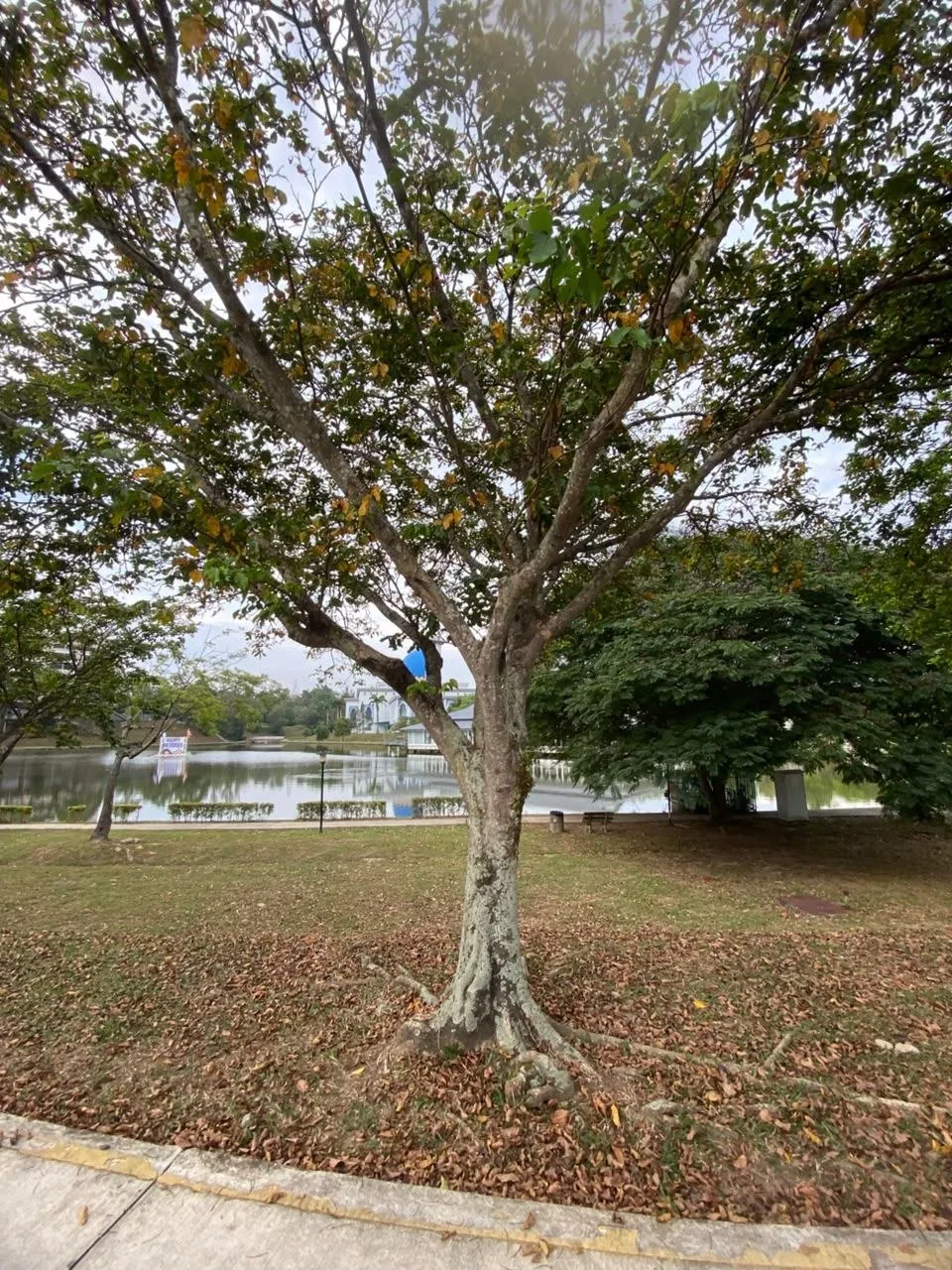 View 2 of tree 21