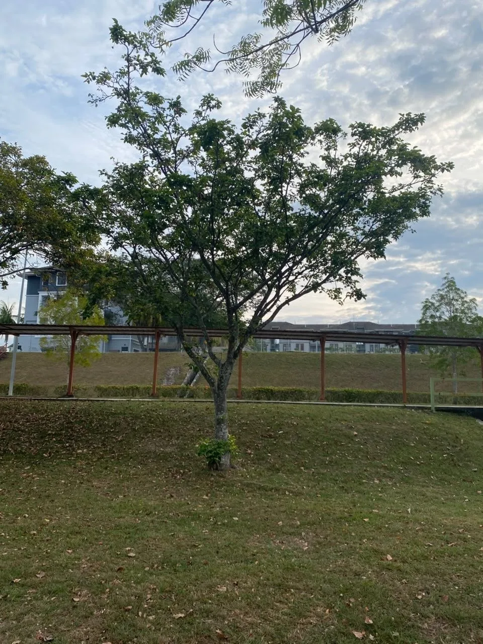 Tree 22: A relatively small tree with an open crown stands on the lawn beside the covered walkway. Its branches spread out from a pale, slim trunk.