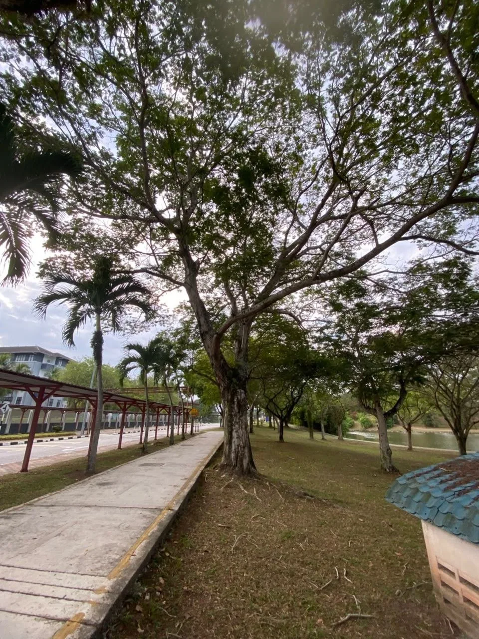 Tree 24: A tall branching tree stands beside the straight walkway. Its fine canopy spreads above the nearby palms and low blue-roofed structure.