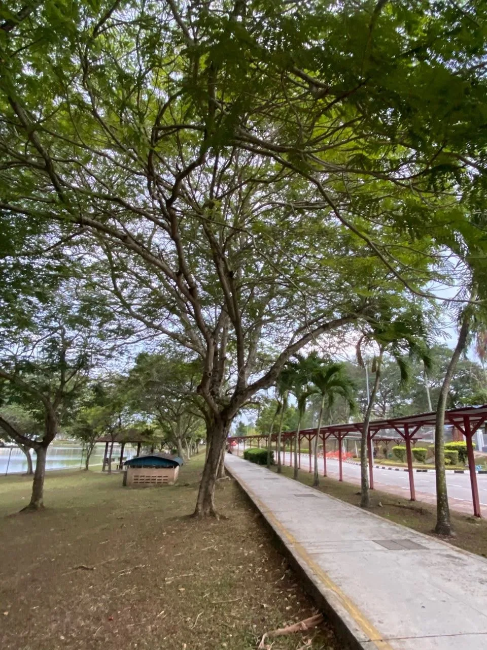 Tree 25: A noticeably leaning trunk extends over the lawn next to the path. Fine foliage forms a broad canopy beside the covered walkway.