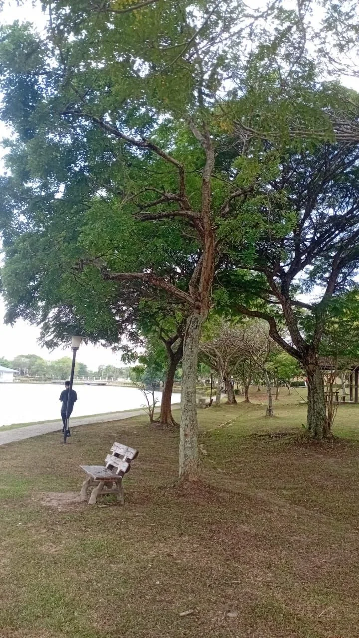 Tree 3: A taller, narrow trunk rises beside a bench. Its upper branches spread over the walking route and the lake-facing lawn.