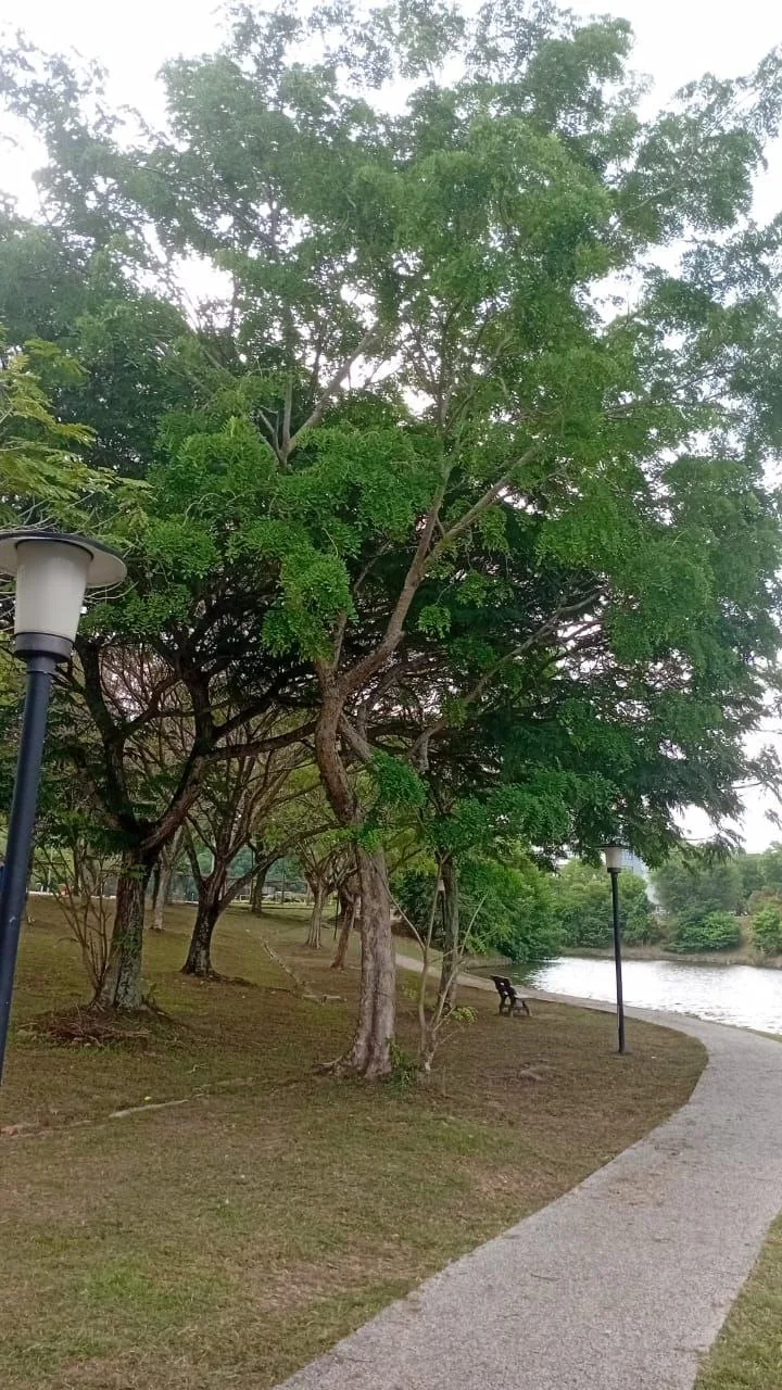 Tree 4: A slightly leaning trunk and branching crown frame the bend in the lakeside path, beside a black lamp post.