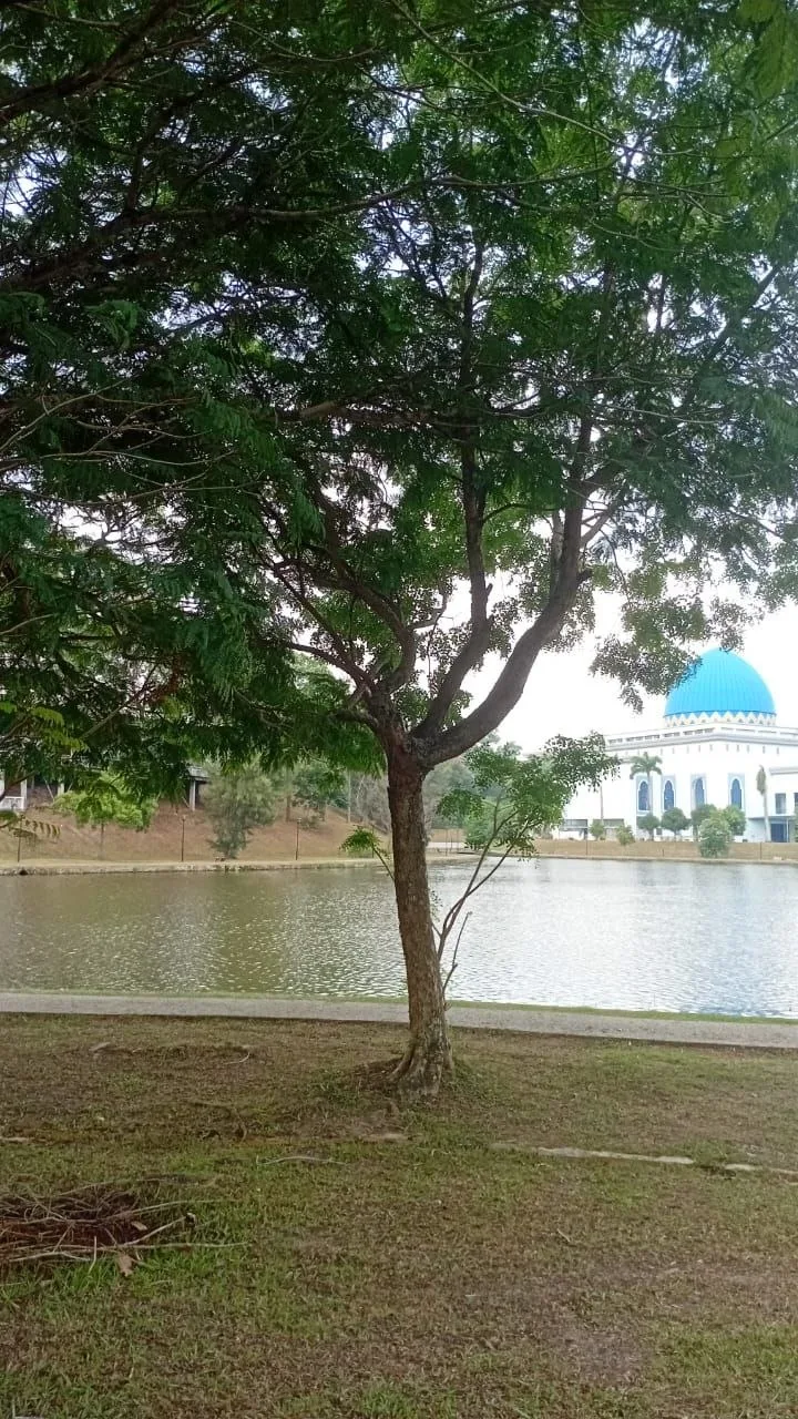 View 3 of tree 4