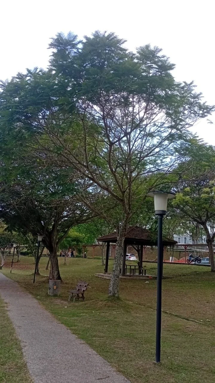 Tree 5: This tree spreads above a bench near the shelter. Its forked trunk and open upper branches make a distinctive silhouette against the water.