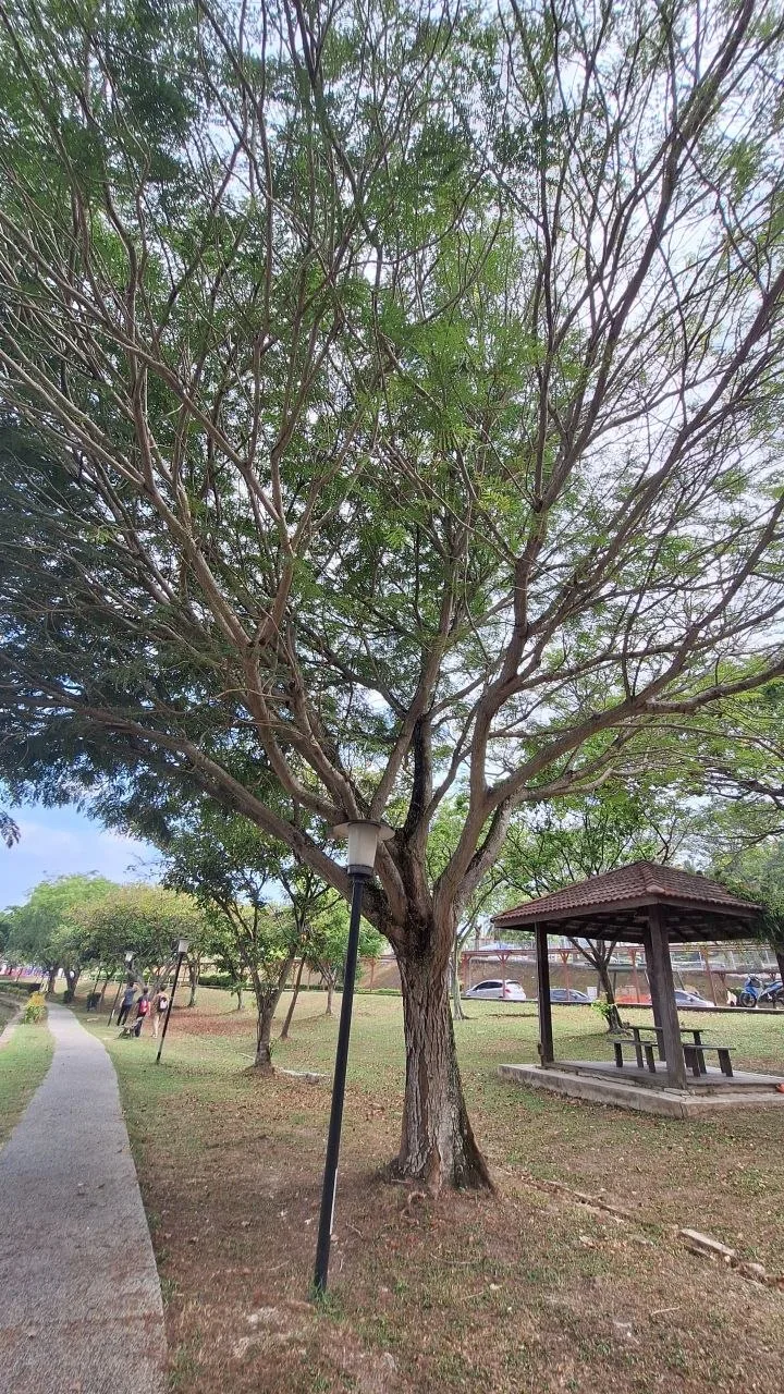Tree 6: Fine, divided foliage fills a broad crown. The trunk leans slightly toward the lake, with a shelter visible from the opposite side.
