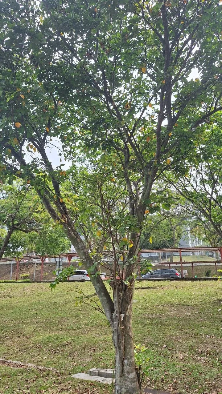 Tree 7: Several upright limbs rise from a pale, mottled trunk beside the shelter. Broad leaves give the crown a denser texture.