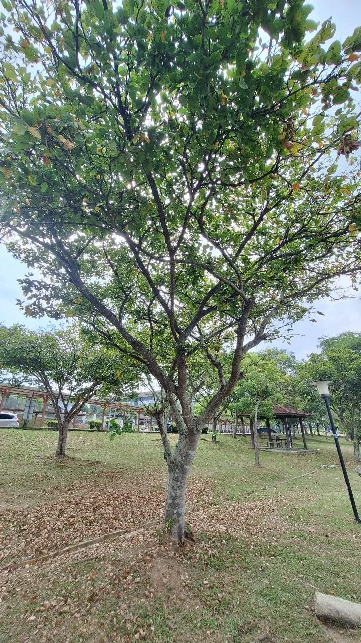 Tree 8: A low, pale fork divides into outward-reaching limbs. Many leaves have the distinctive two-lobed outline associated with orchid trees.