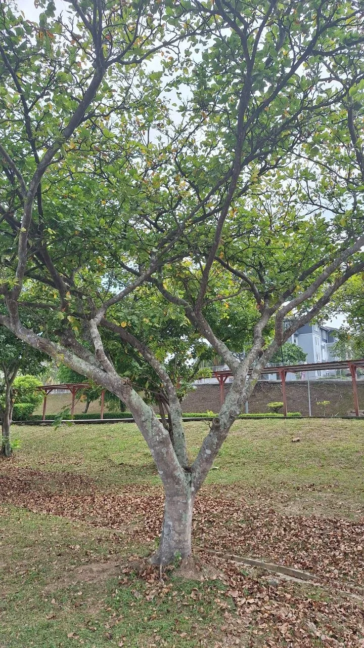 View 3 of tree 8