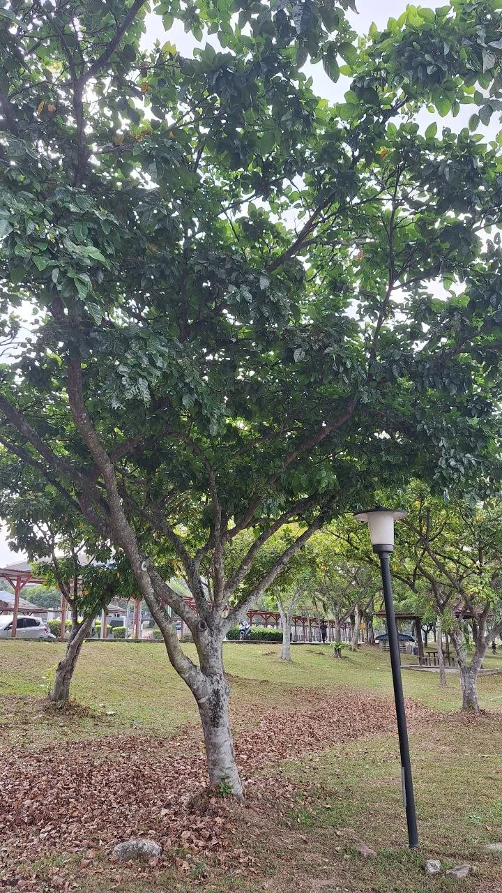 Tree 9: A rounded crown of broad foliage shades a carpet of fallen leaves. The pale lower trunk forks below the leafy canopy.